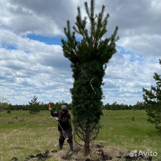 Сосна Обыкновенная