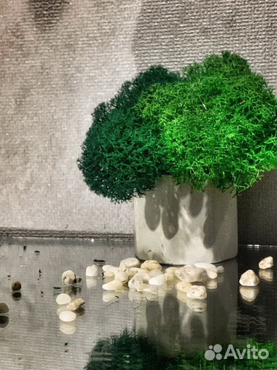 Кашпо со стабилизированным мхом