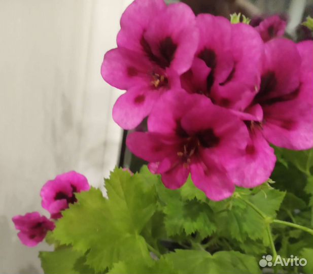 Пеларгония герань