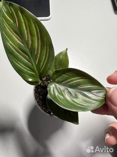 Калатея орната сандериана