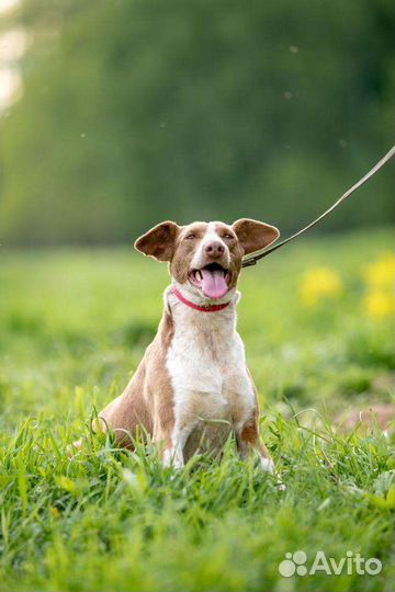 Собака в добрые руки отдам бесплатно