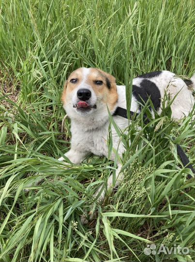 Хорошие собаки в добрые руки