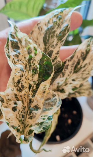 Эпипремнум Т-02, Амидриум