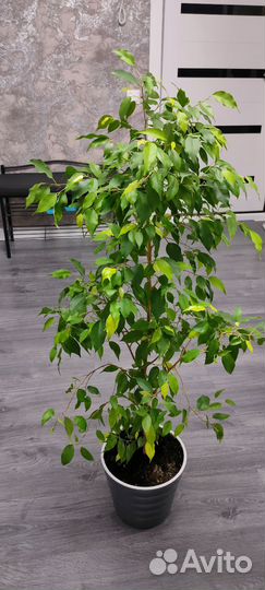 Фикус бенджамина