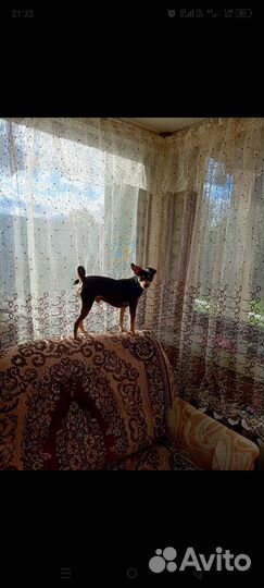 Русский той-терьер ищет девочку