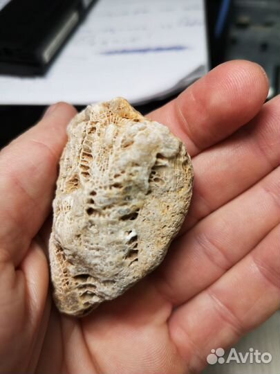 Древняя окаменелость