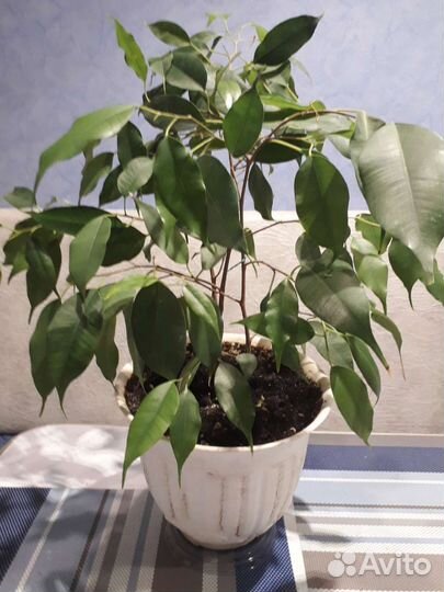 Фикус Бенджамина