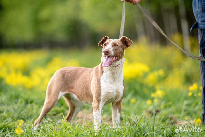 Собака в добрые руки отдам бесплатно