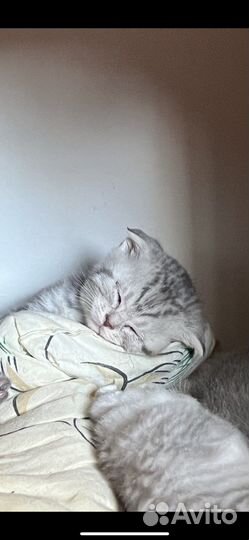 Британские котята