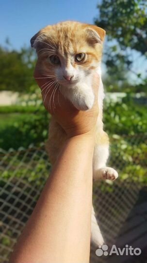 Котята
