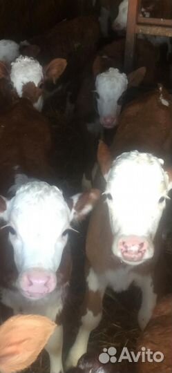 Бычки мясного направления