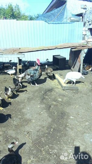 Продам семью индюков
