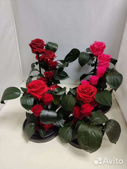 Цветы оптом