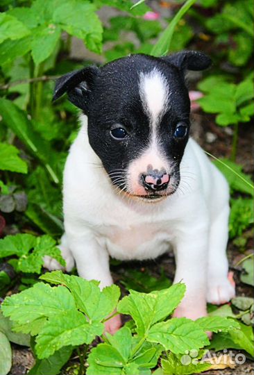 Ксолоитцкуинтли в шерсти эксклюзивный окрас