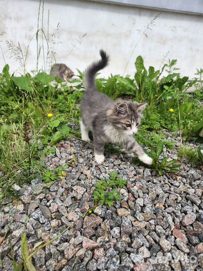 Котята от крысоловки в добрые руки бесплатно