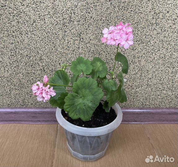 Пеларгония герань