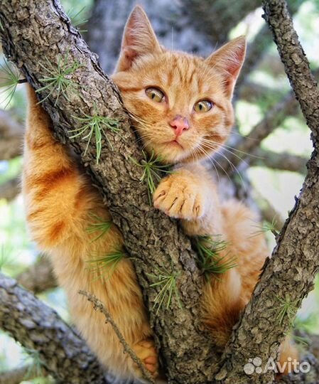 Рыжий кот