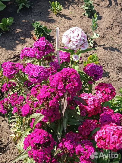 Многолетние садовые цветы