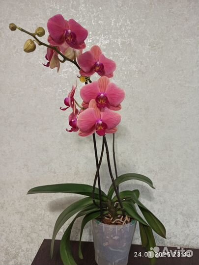 Орхидея фаленопсис