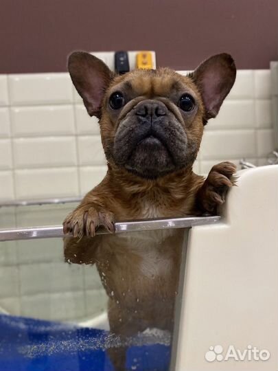 Стрижка собак и кошек груминг