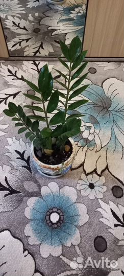 Замиокулькас