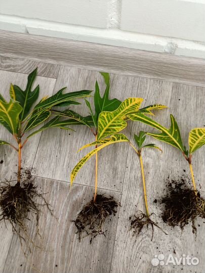 Кодиеум кротон