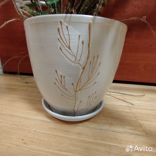 Папоротник нефролепис