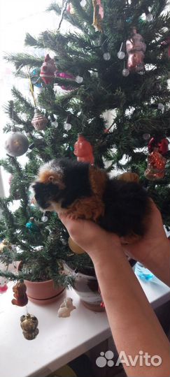 Морская свинка