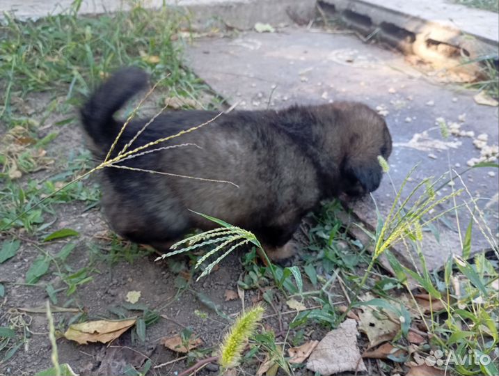 Кутята в добрые руки