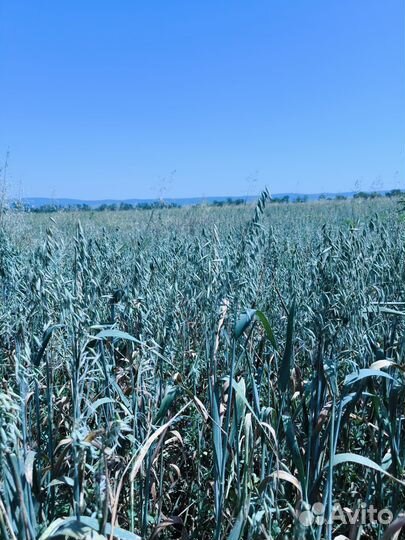 Сено люцерна овес