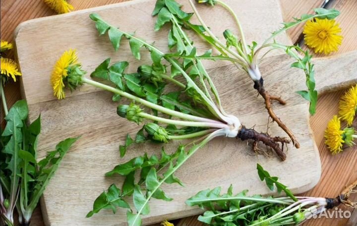 Корень одуванчика и лопуха (майский)