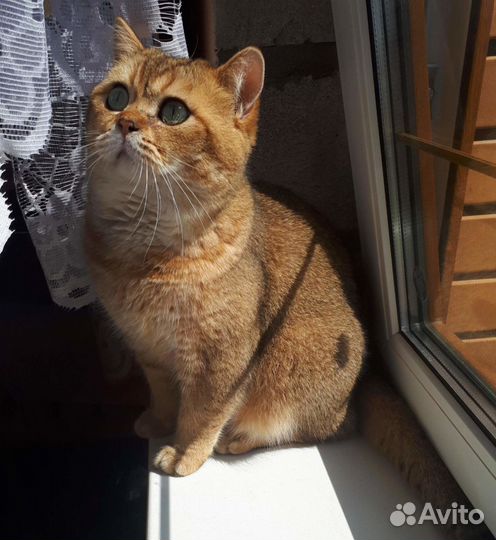 Вязка шотландский кот