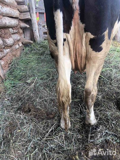 Продаю корову первотелку