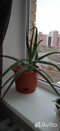 Алоэ.Толстянка.Каланхоэ