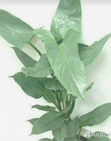 Филодендрон