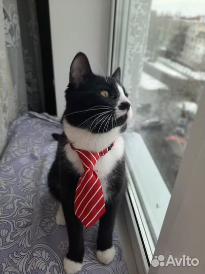 Котик в добрые руки