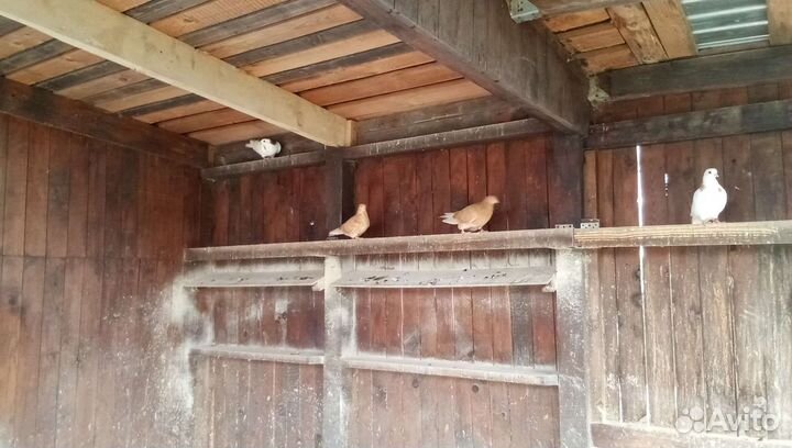 Продажа голубей