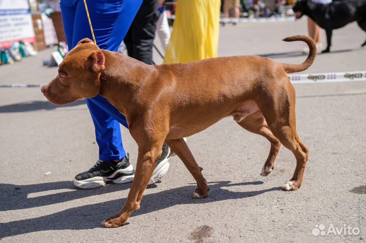 Вязка питбуль