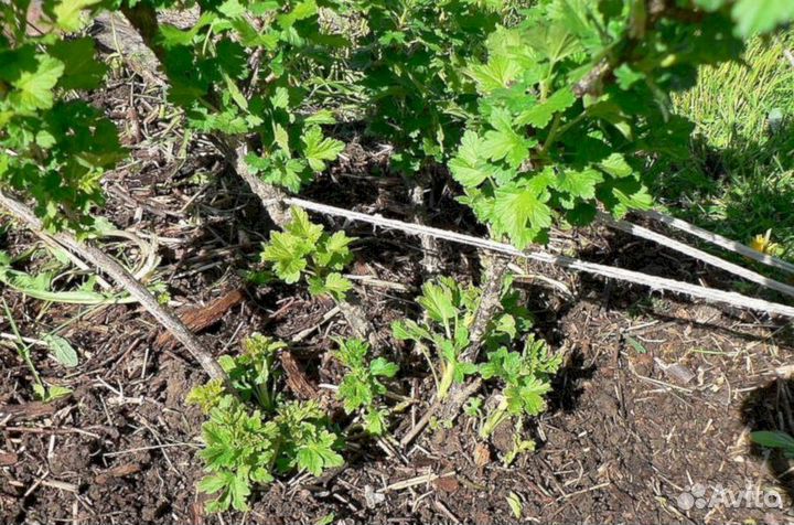 Саженцы крыжовника Раволт