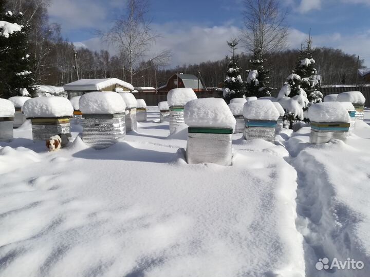 Пчелы от Пасечника