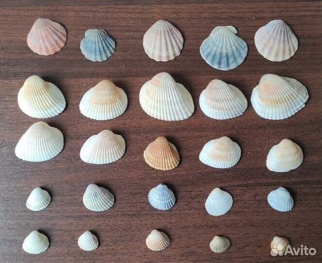 Ракушки морские