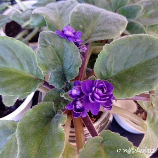 Фиалка, Каменная роза, Глоксиния