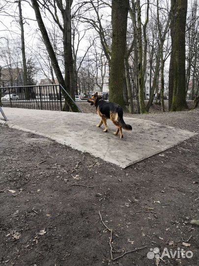 Отдам бесплатно животные