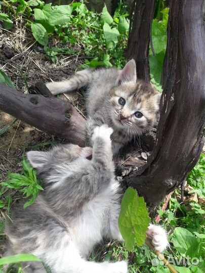 Кошки в добрые руки