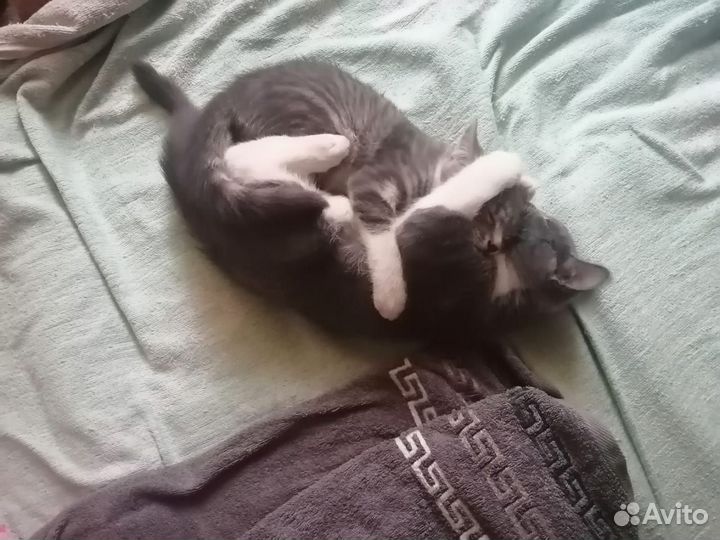 Отдам в добрые руки двух маленьких бесёнышей