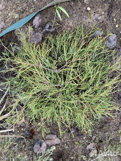 Кипарисовик Филифера Нана