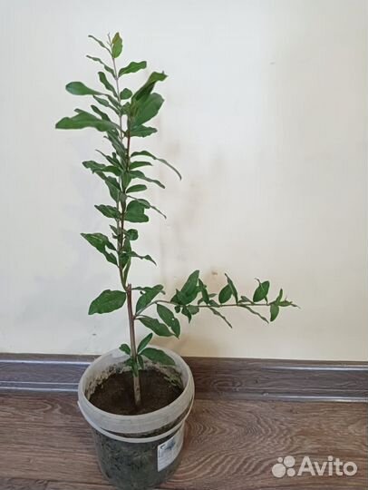 Саженцы узбекского граната в контейнере