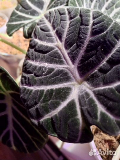 Алоказия шкура дракона