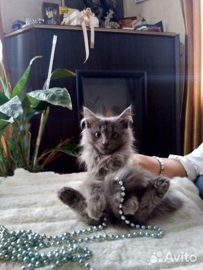 Котята пушистики