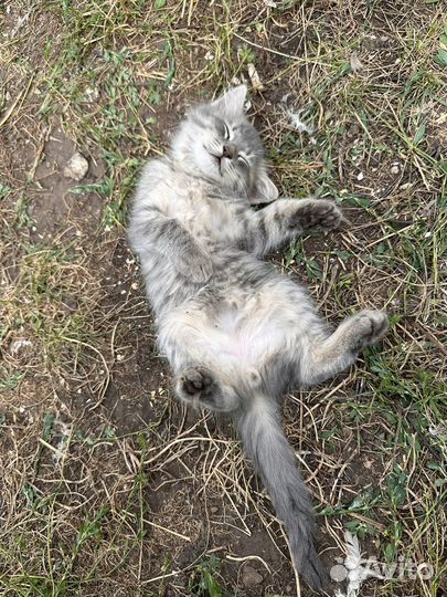 Котята в добрые руки 2 месяца